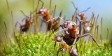 Η υπέροχη ζωή των μυρμηγκιών
