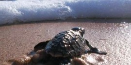 Οι θαλάσσιες χελώνες βρίσκουν πάντα το δρόμο τους