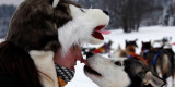 Iditarod αγώνες ελκυθρού 2012