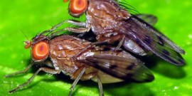 μύγες Drosophila