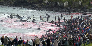 Δολοφονία δελφινιών