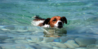 Σκύλος και θάλασσα