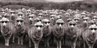 Πρόβατα