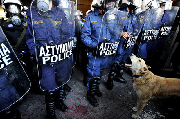 Ο σκύλος-σύμβολο των διαδηλώσεων της Αθήνας