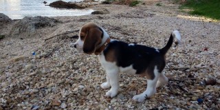 Χάθηκε το πανέμορφο κουταβάκι Beagle
